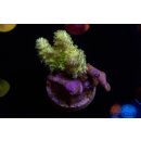 Sinularia sp. FRAG