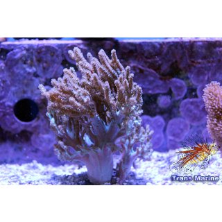 Sinularia sp. NZ INDO