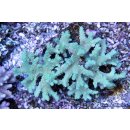 Sinularia sp. NZ INDO