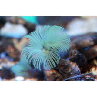 Myxicola sp.