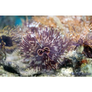 Sabellastarte spectabilis