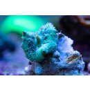 Discosoma carlgreni