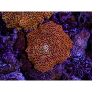 Discosoma sp.