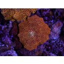 Discosoma sp.