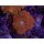 Discosoma sp.
