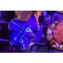 Discosoma sp.