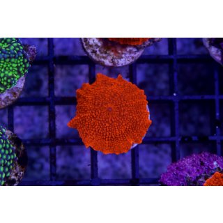 Discosoma sp.