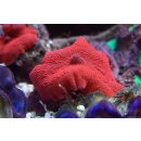 Discosoma sp.