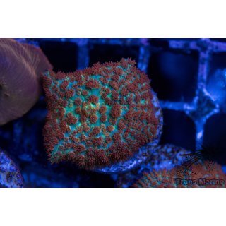 Rhodactis sp.