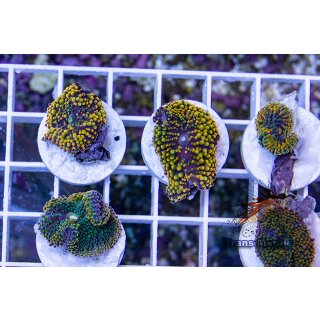 Ricordea florida