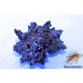 Angaria delphinus