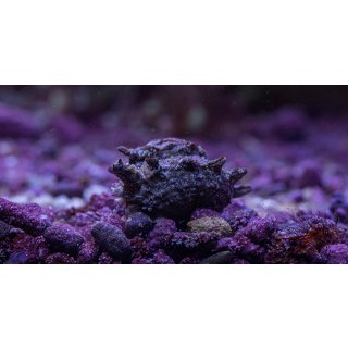 Astralium calcar
