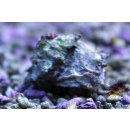 Astralium calcar