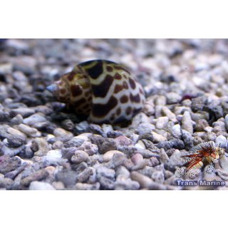 Babylonia zeylanica