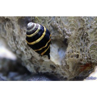 Engina mendicaria