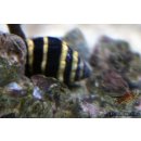 Engina mendicaria