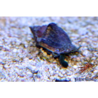 Strombus sp.