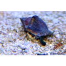 Strombus sp.