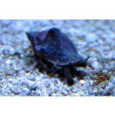 Strombus sp.