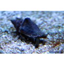 Strombus sp.