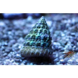 Tectus fenestratus