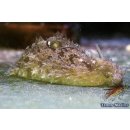 Dolabella auricularia