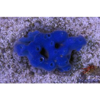 Haliclona sp. NZ INDO