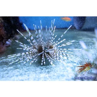 Echinothrix calamaris