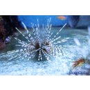 Echinothrix calamaris