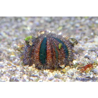Mespilia globulus