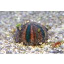 Mespilia globulus