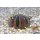 Mespilia globulus