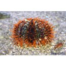 Tripneustes gratilla