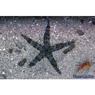 Archaster typicus