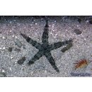 Archaster typicus