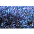 Archaster typicus