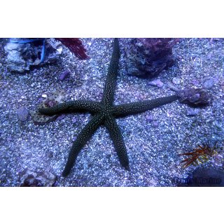 Nardoa galatheae