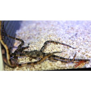 Ophiarachnella gorgonia