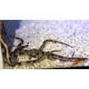 Ophiarachnella gorgonia