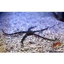 Ophiarachnella gorgonia