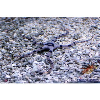 Ophiolepis superba