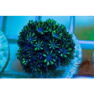 Alcyonium verseveldti FRAGS