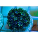 Alcyonium verseveldti FRAGS
