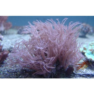 Anthelia sp.