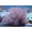 Anthelia sp.