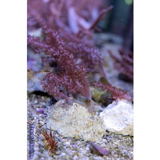 Capnella sp.
