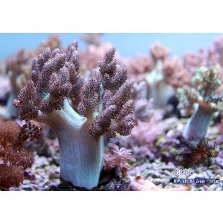 Capnella sp. NZ INDO