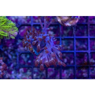 Cespitularia sp. FRAGS