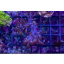 Cespitularia sp. FRAGS