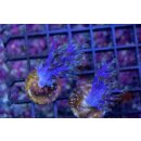 Cespitularia sp. FRAGS